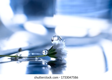 Gypsophila with dew drops on glass background. Macro photography, eco organic concept