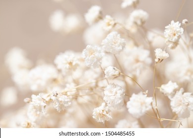 Gypsophila dry little white flowers light macro
