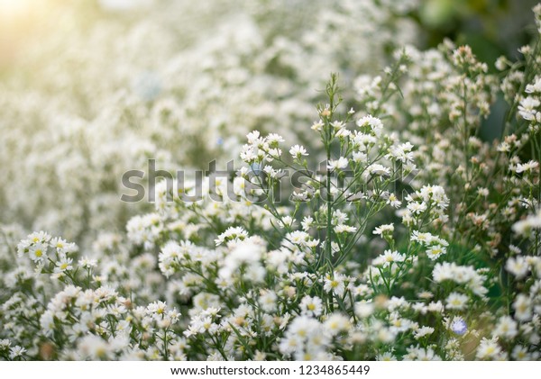 Gypsophila Field Ornamental Plant Used Wedding Stock Photo Edit