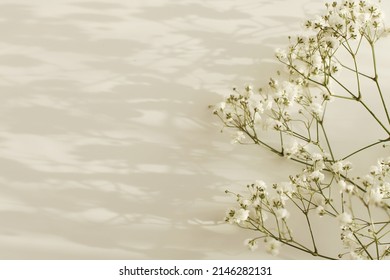 Gypsophila flower with copy space for your text message. Light and shadows minimalism style template horizontal background. Beige color tone. - Shutterstock ID 2146282131