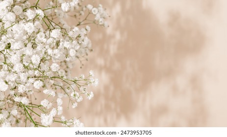 Gypsophila flowers background with sunlight shadows and copy space. White gentle flowers floral frame - Powered by Shutterstock