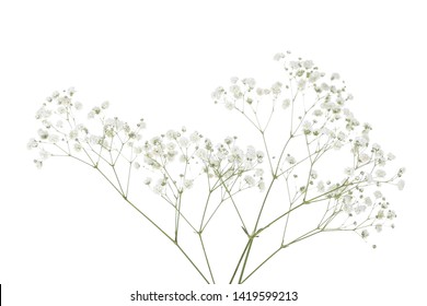 Gypsophila flowers isolated on white background - Shutterstock ID 1419599213