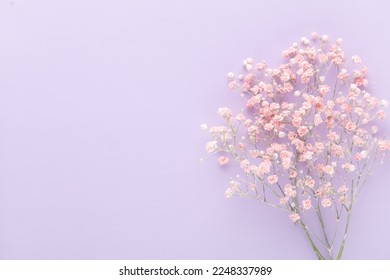 Gypsophila flowers on pastel background. Flat lay, top view, copy space. Stock Photo