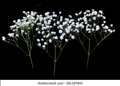 Baby breath flowers Images, Stock Photos & Vectors | Shutterstock