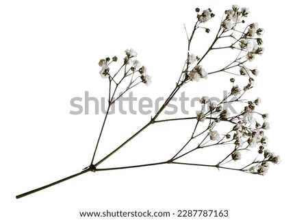 gypsophila, Kachim isolated on white or transparent background