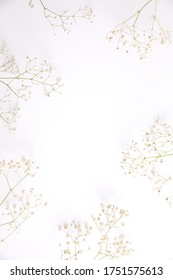 gypsophila little white flower plant isolated in white background in top view