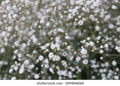 Gypsophila paniculata with delicate white blossoms closeup - Shutterstock ID 2094046060