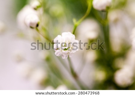 Similar – Image, Stock Photo gypsophila Plant Flower