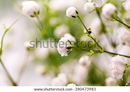 Similar – Image, Stock Photo gypsophila Plant Flower