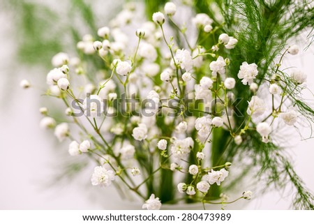 Similar – Image, Stock Photo gypsophila Plant Flower