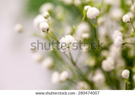 Similar – Image, Stock Photo gypsophila Plant Flower