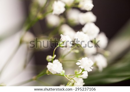 Similar – Image, Stock Photo gypsophila Plant Flower