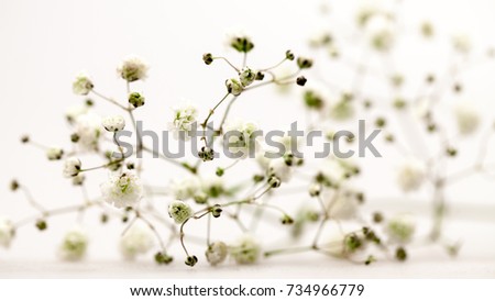 Similar – Image, Stock Photo gypsophila Plant Flower