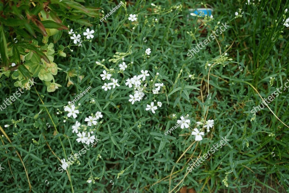 Gypsophila repens blooms with white flowers in May. Gypsophila repens ...