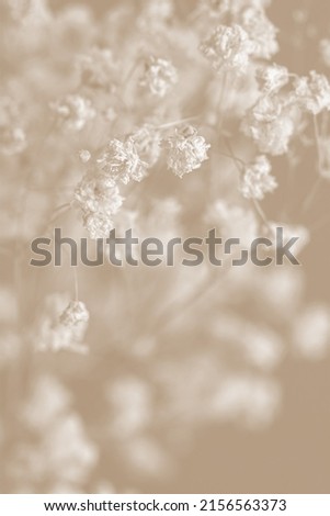 Similar – Grasses, plants and flowers in a field backlit by the evening sun