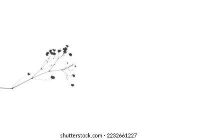 Gypsophila shadow overlay isolated on a white background. - Shutterstock ID 2232661227