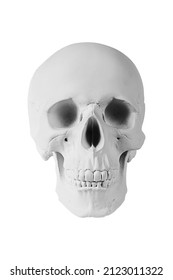 Gypsum human skull isolated