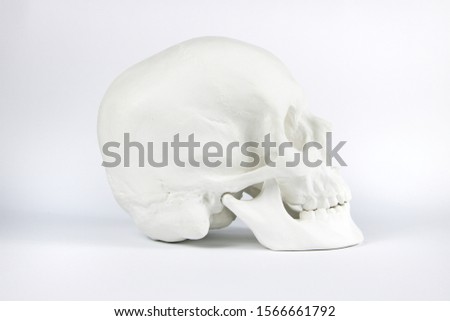 Gypsum human skull at white background. Forensic science and anatomy concept.