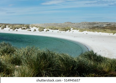 Gypsy Cove, Yorke Bay, Port Stanley, Falkland Islands, South America