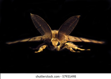 Gypsy Moth Butterfly