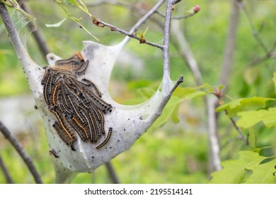 Gypsy Moth Caterpillar Nest In Tree