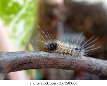 Gypsy Moth Caterpillar On Stem