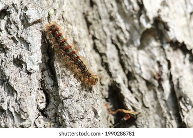 Gypsy Moth Caterpillar Tree Destruction