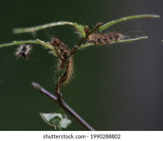 Gypsy Moth Caterpillar Tree Destruction