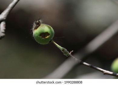 Gypsy Moth Caterpillar Tree Destruction