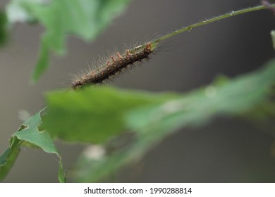 Gypsy Moth Caterpillar Tree Destruction