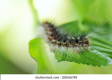 Gypsy Moth Caterpillars  