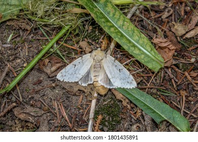 Gypsy Moth Dying After Laying Eggs On Tree Trunk