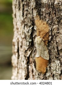 Gypsy Moth With Eggs