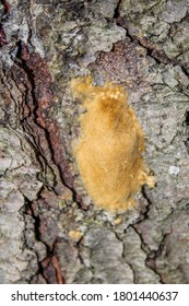 Gypsy Moth Eggs On Tree Trunk