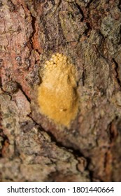 Gypsy Moth Eggs On Tree Trunk