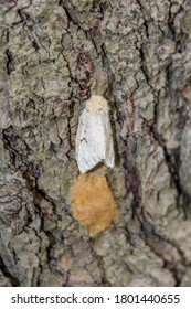 Gypsy Moth Lays Eggs On Tree Trunk