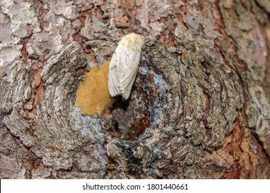 Gypsy Moth Lays Eggs On Tree Trunk