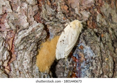 Gypsy Moth Lays Eggs On Tree Trunk