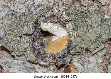 Gypsy Moth Lays Eggs On Tree Trunk