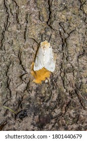 Gypsy Moth Lays Eggs On Tree Trunk