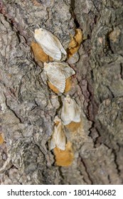 Gypsy Moth Lays Eggs On Tree Trunk