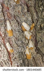 Gypsy Moth Lays Eggs On Tree Trunk