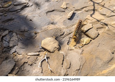 Gypsy Moth (Lymantria Dispar Dispar) Caterpillar.