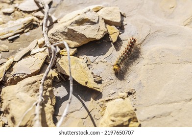 Gypsy Moth (Lymantria Dispar Dispar) Caterpillar.