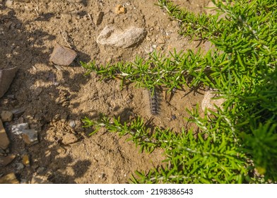 Gypsy Moth (Lymantria Dispar Dispar) Caterpillar.