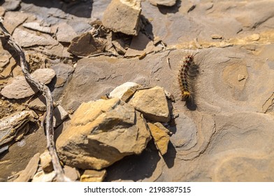 Gypsy Moth (Lymantria Dispar Dispar) Caterpillar.