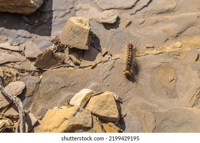 Gypsy Moth (Lymantria Dispar Dispar) Caterpillar.