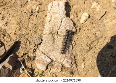 Gypsy Moth (Lymantria Dispar Dispar) Caterpillar.