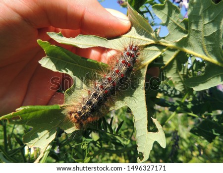 The gypsy moth (Lymantria dispar) caterpillar feeding on oak leaves; the gypsy moth is one of the most destructive pests of hardwood trees, and its larvae can feed on over 500 species of plants. 
