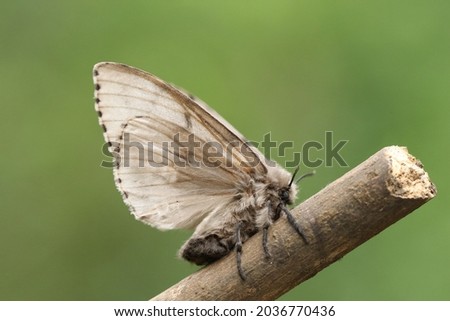 A Gypsy Moth, Lymantria dispar, perched on a twig.